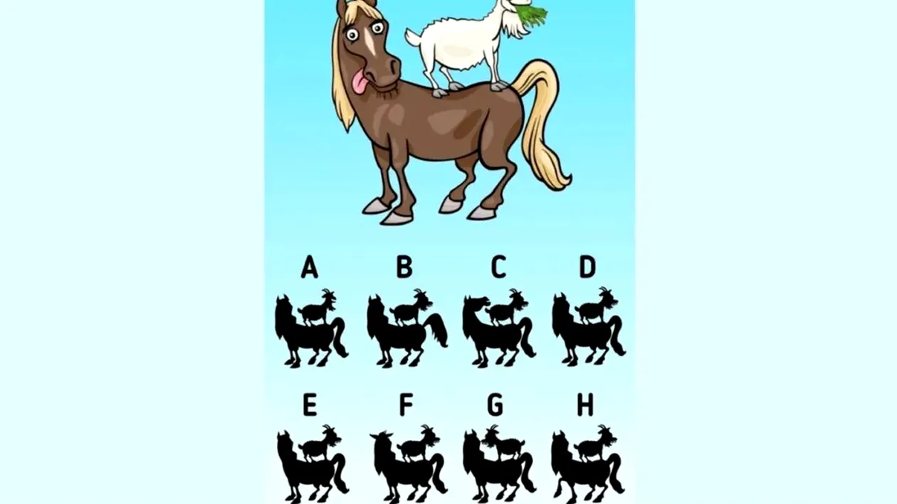 Test de inteligență | Care este umbra corectă a celor două animale din imagine?