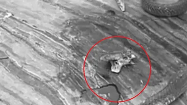 Un bărbat a fost la un pas de moarte după ce a fost muşcat de un şarpe decapitat! Explicația uimitoare: “Este una dintre greşelile clasice”