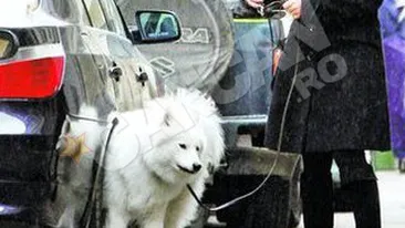 Paula Seling risca un razboi cu vecinii! Isi lasa catelul sa urineze pe masinile lor!