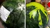 Fiindu-i poftă, o bucureșteancă a cumpărat un pepene din METRO. Ajunsă acasă, a înlemnit. Ce era pepenele, de fapt