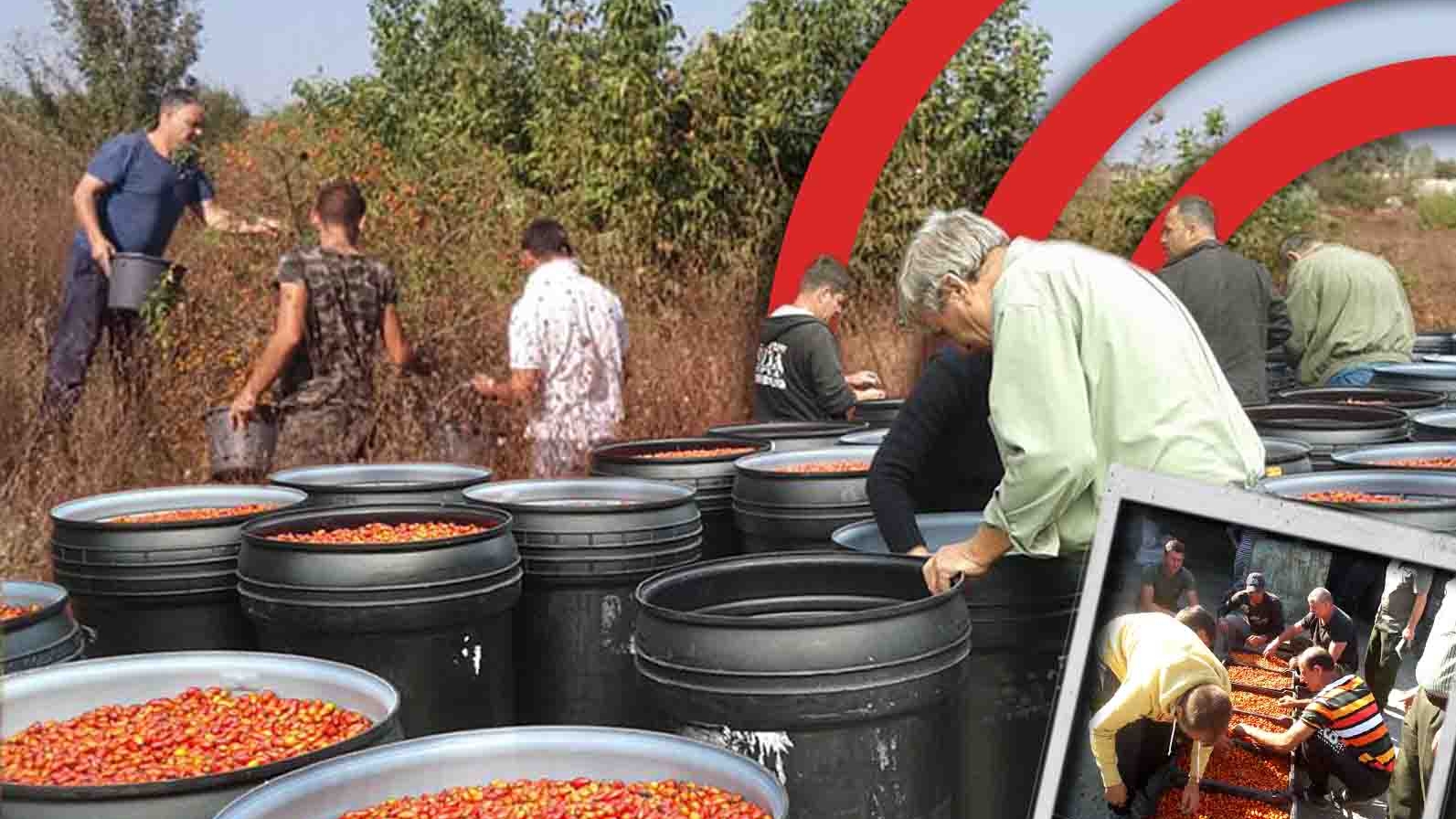 Povestea măceșelor care salvează pădurile din Oltenia