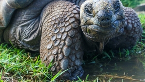 Țestoasele gigant revin în Galapagos după mai bine de un secol. Un proiect de conservare readuce la viață un ecosistem pierdut