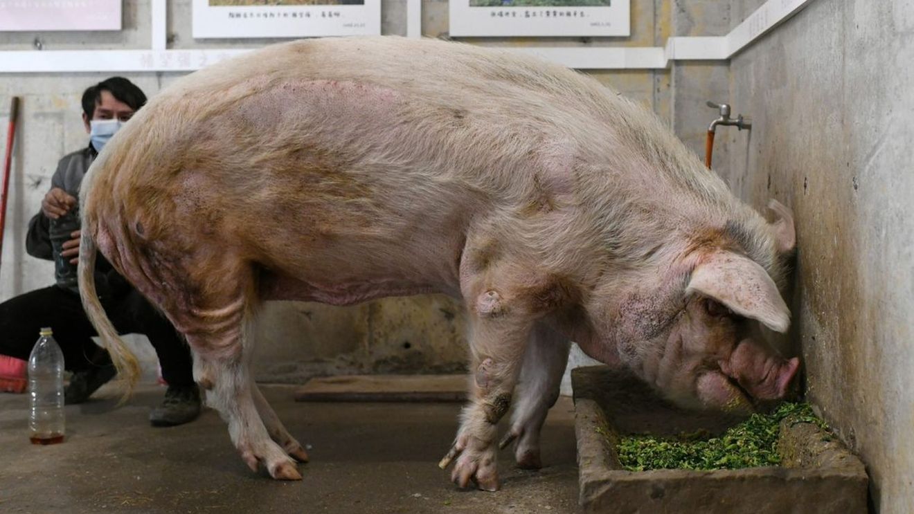 A murit cel mai iubit porc din istoria lumii. Animalul din China avea 14 ani