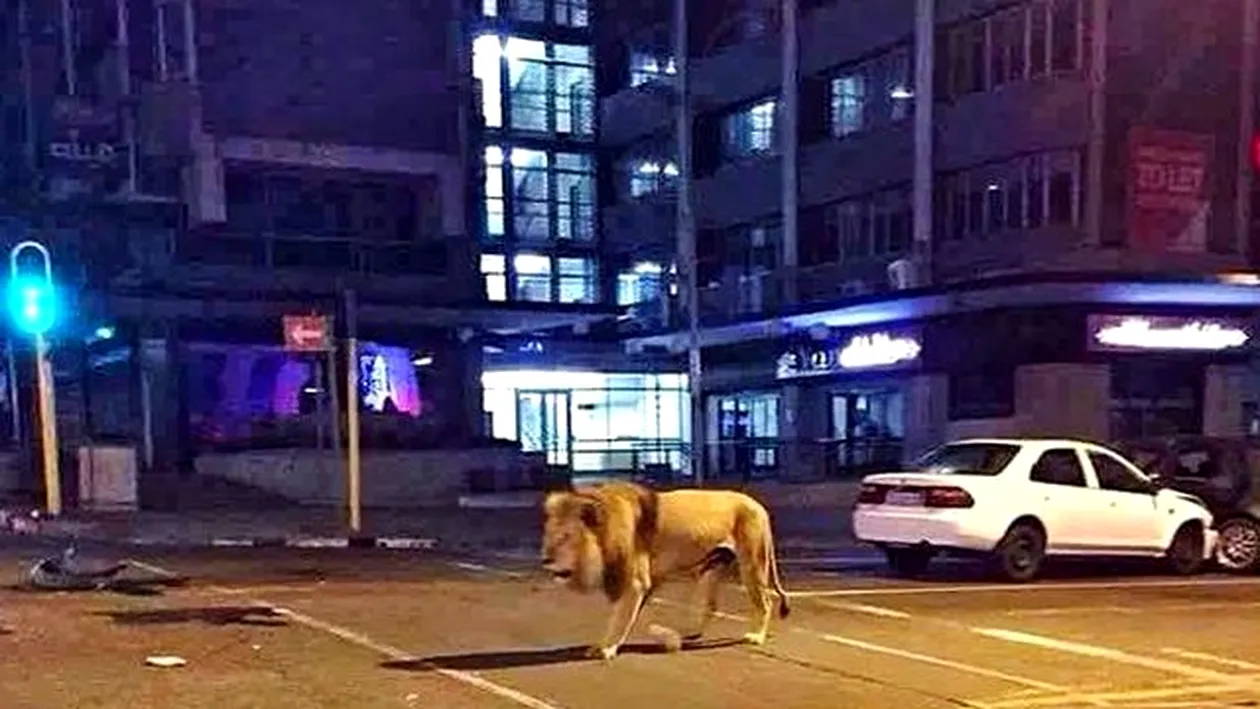 Un leu se plimbă liber pe străzile din Johannesbug. Află cum a ajuns acolo! 