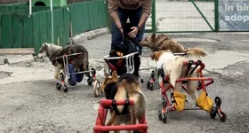 Galerie foto - poza 4