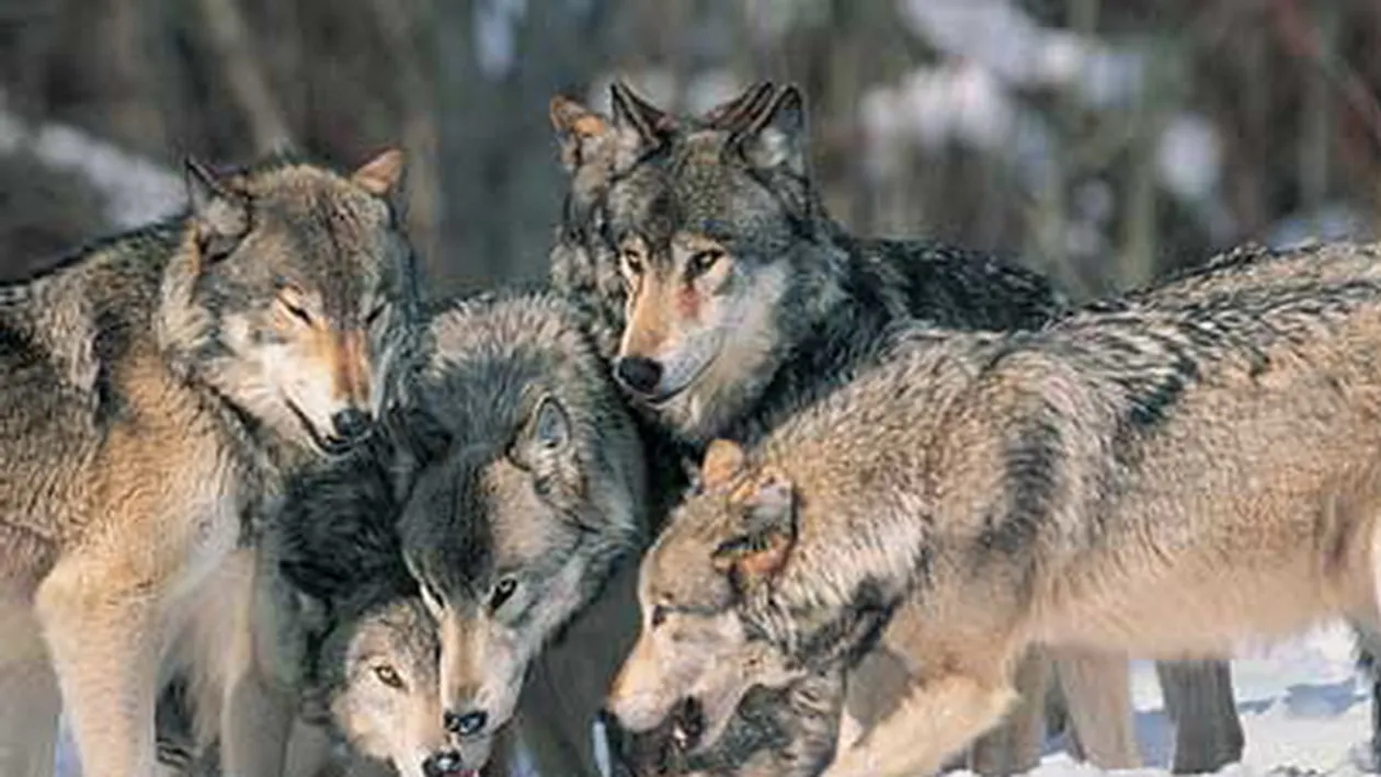 Copilul de 2 ani disparut, cautat de peste 250 de persoane intr-o padure unde sunt lupi