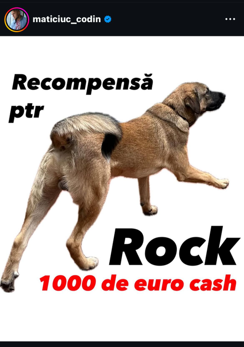 Rock, câinele lui Codin Maticiuc, este de negăsit de mai bine de 48 de ore/ sursă foto: instagram