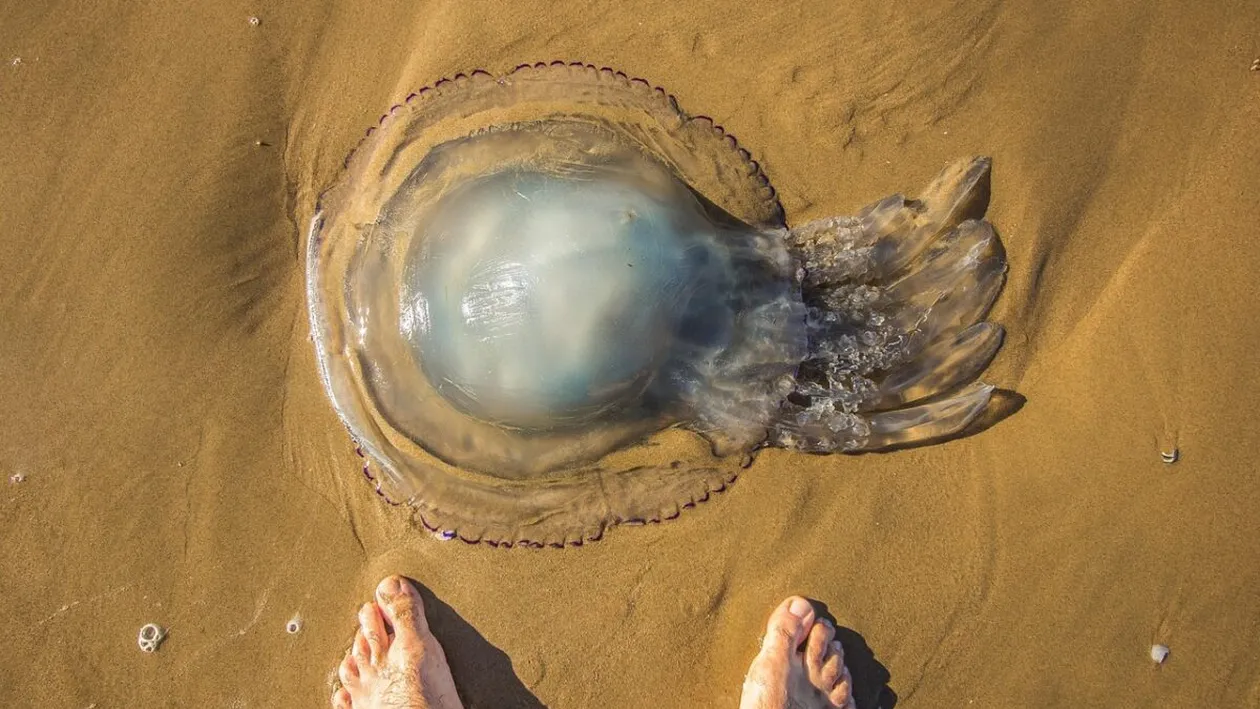 Vacanță de coșmar pentru o familie. Copilul de doi ani a murit înțepat de o meduză