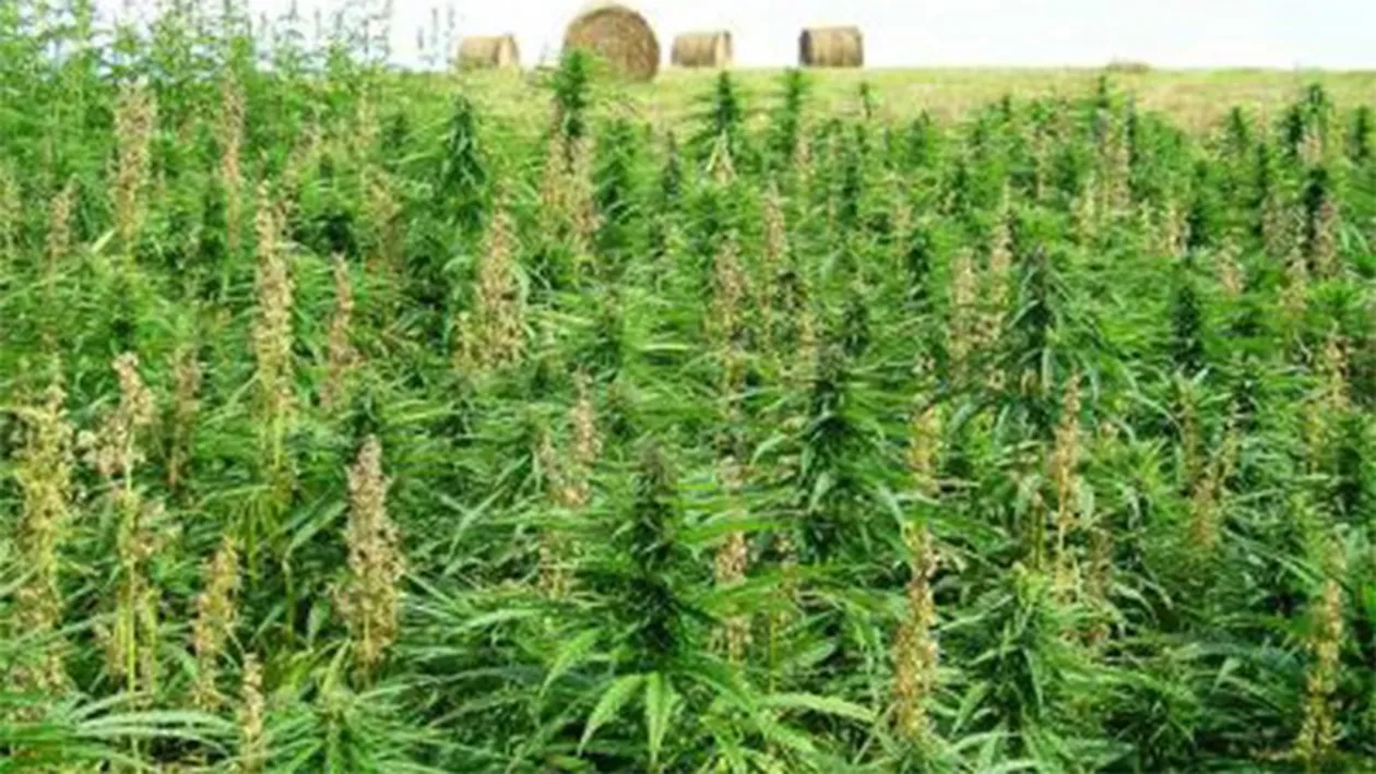 DIICOT a dat lovitura! A fost descoperită cea mai mare cultură de cannabis din România