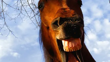 Tragedie în Timiş! Fetiţă de opt ani, omorâtă de un cal lăsat liber de către proprietar