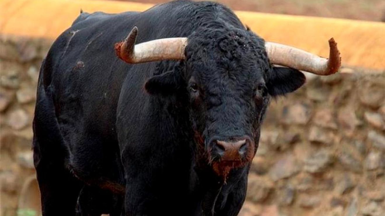 Bărbat din Bacău, ucis de un taur în timp ce făcea plajă!
