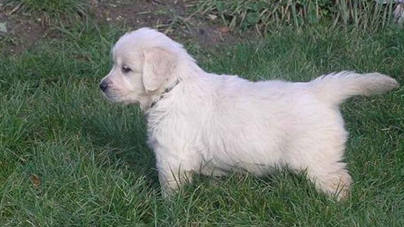 ATENTIE! Vanzatori de caini de rasa au inceput sa umble cu cioara vopsita! Cum au reusit sa faca dintr-un maidanez....labrador!