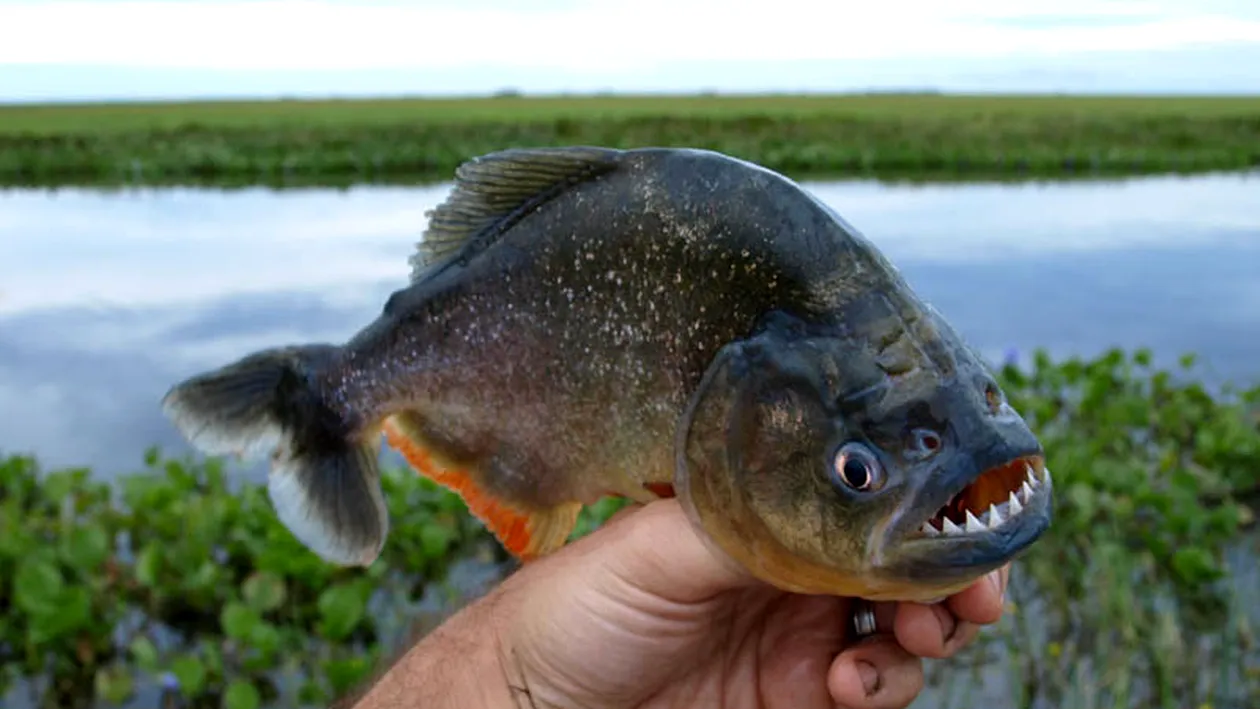 Alertă în Maramureş, după ce au fost găsiți pești Piranha într-un lac