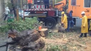 COD GALBEN în Capitală. Un copac a căzut peste o maşină de taxi, iar şoferul a fost dus la spital! 