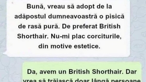 BANCUL ZILEI | "Vreau să adopt o pisică de rasă pură"