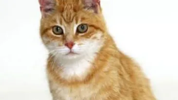 O pisica a sunat din greseala la... politie!