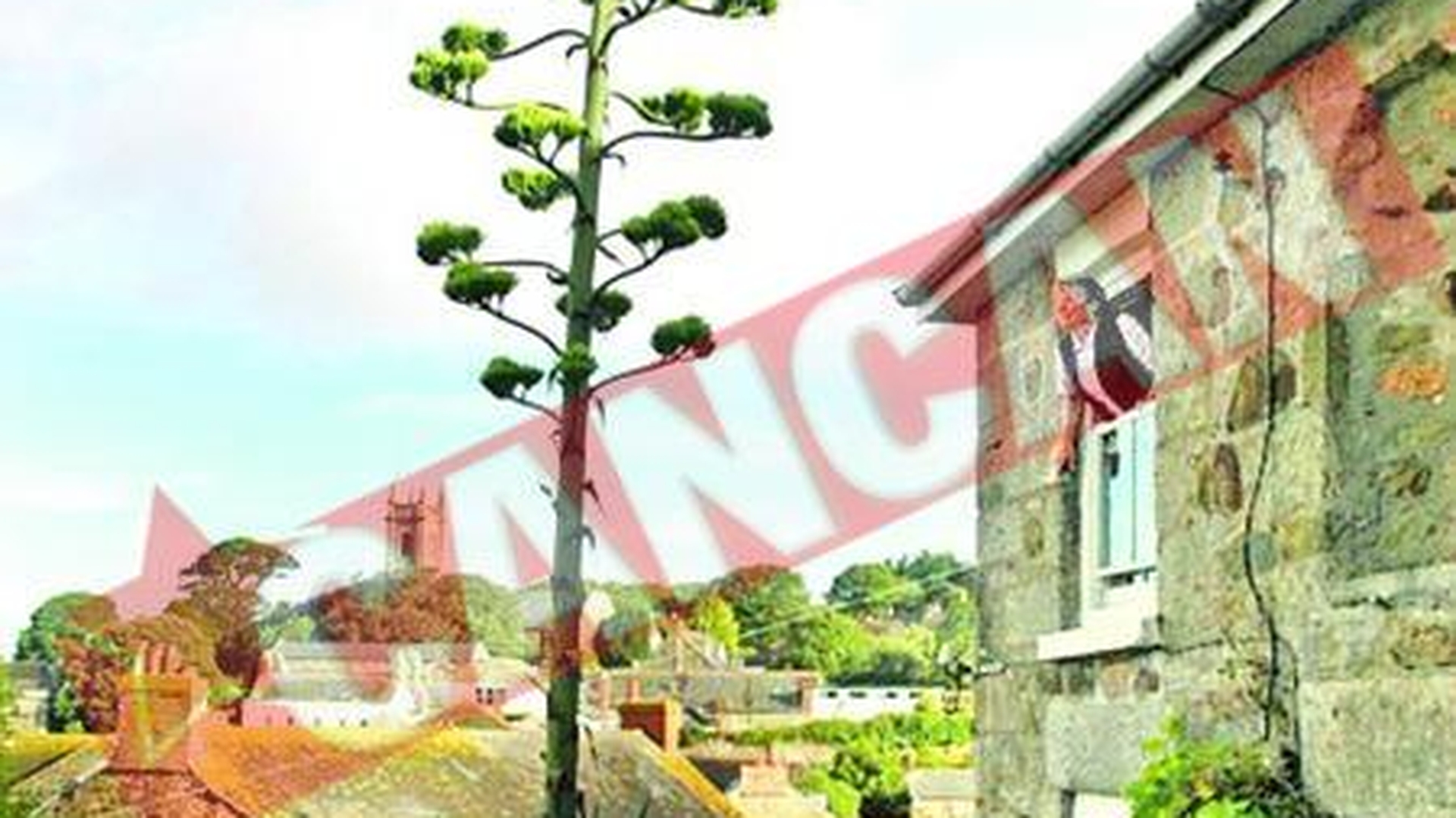 Planta care a crescut opt metri in cateva saptamani