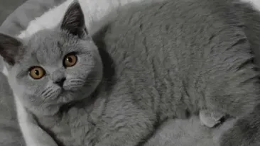 Prețul animalelor de companie e explodat în România. Cu cât se vinde pe OLX o pisică British Shorthair