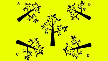 Test de inteligență | Care este umbra corectă a copacului din imagine?