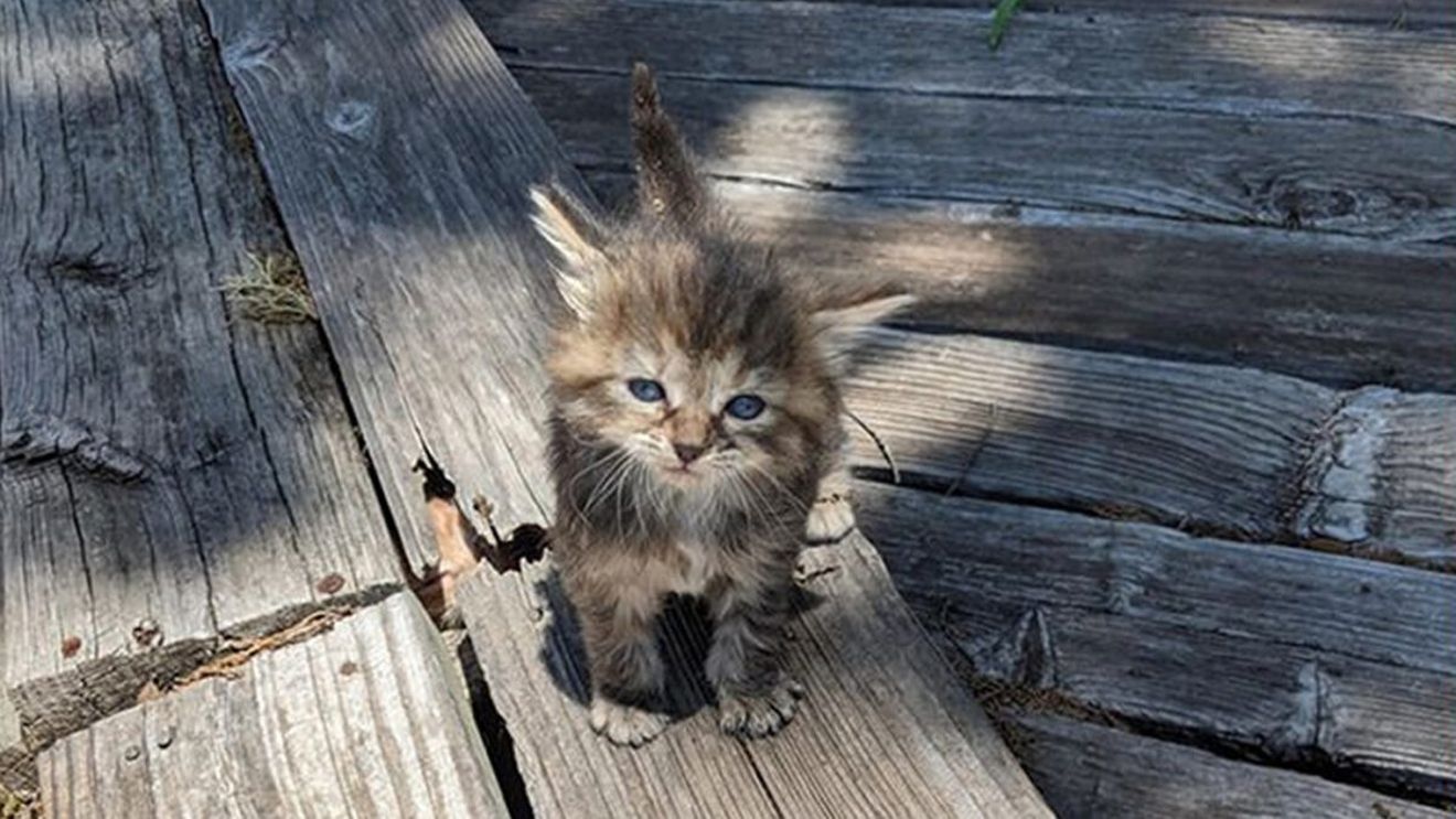 Iluzie optică virală | Tu câte pisici vezi în această poză?