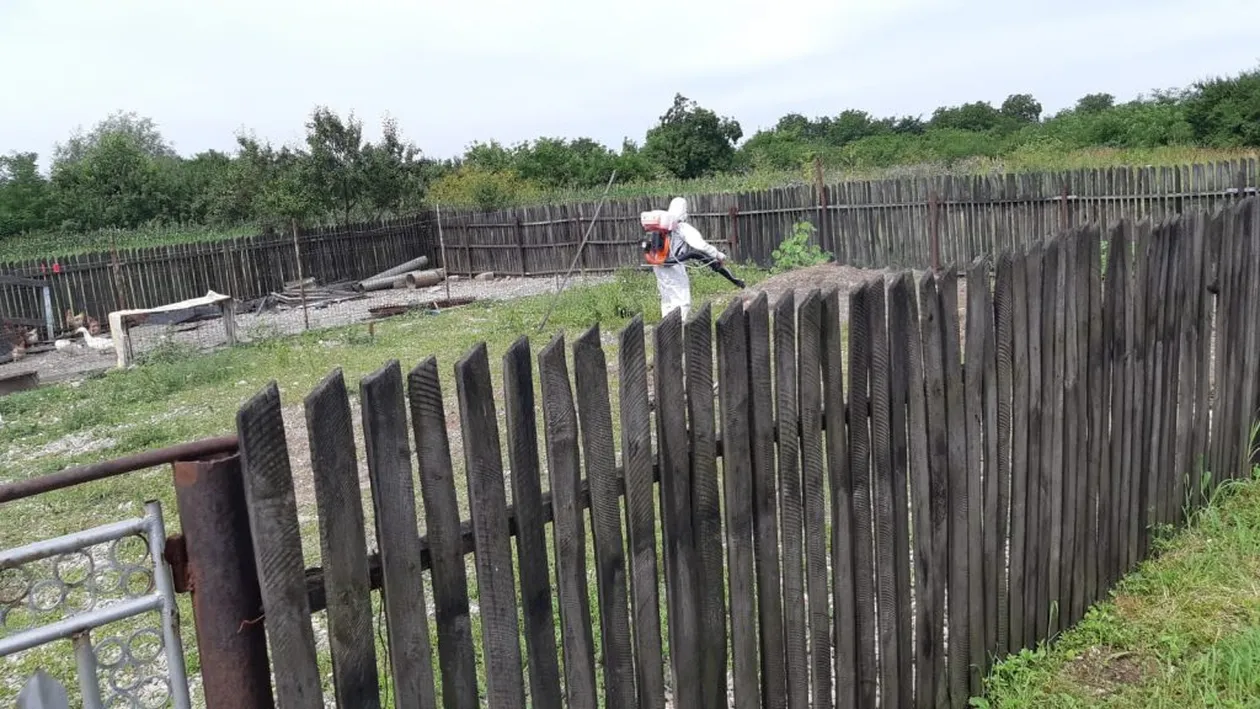 Pesta porcină se întoarce în Dâmbovița: noi focare la Movila, Răzvad și Lungulețu