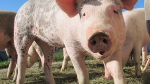 Nou focar de pestă porcină confirmat în Buzău! Zeci de animale au fost ucise