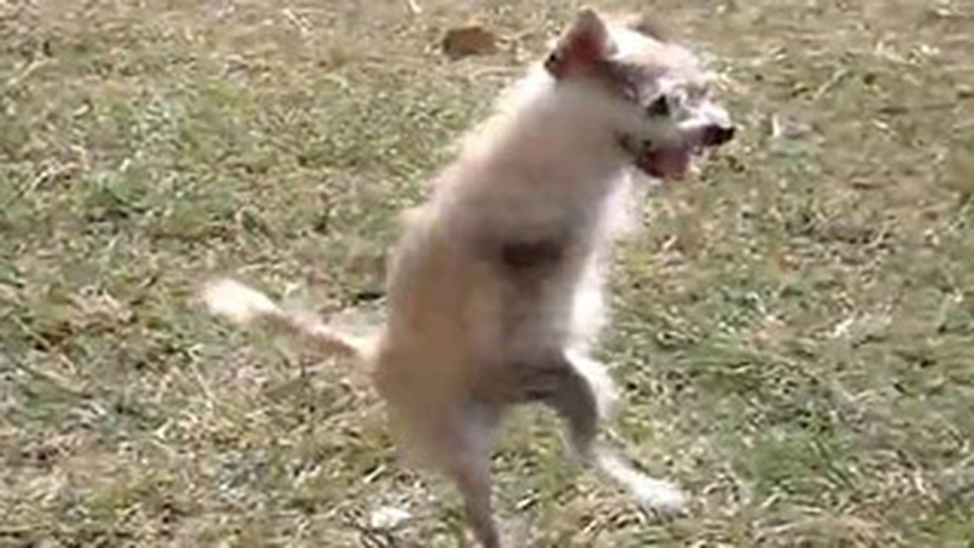 VIDEO El este cainele supravietuitor! Vezi cum se deplaseaza animalul mutilat doar cu ajutorul picioarelor din spate!