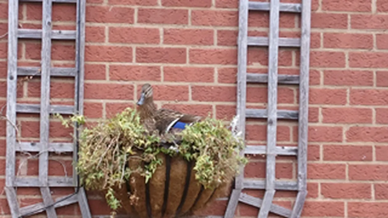 Si-au facut cuib intr-un ghiveci pe fatada unui hotel