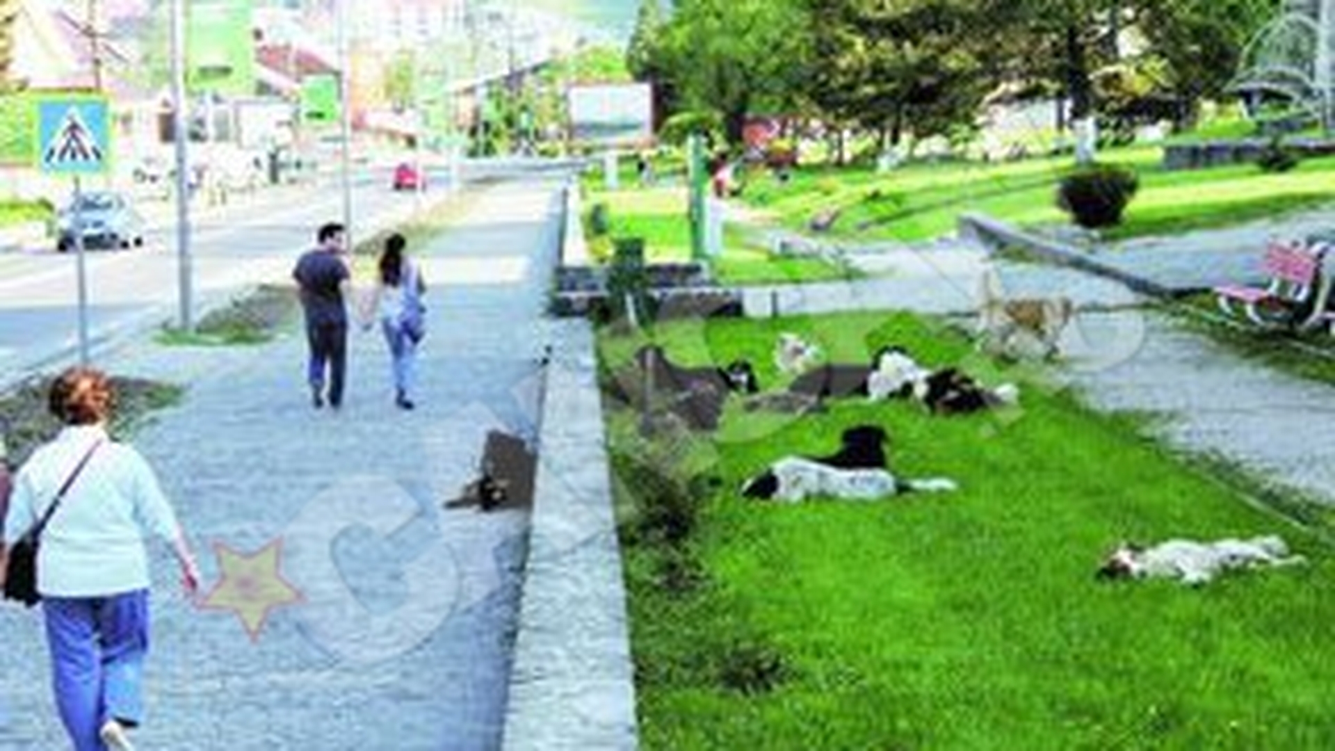 Maidanezii, spaima turistilor din Predeal