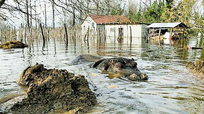 Un hipopotam a evadat dintr-un parc zoo inundat: "Gata, ma mut la vecini"