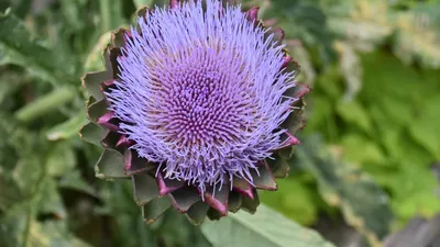 Planta banală pe lângă care trecem zilnic ar putea produce energie mai ieftină decât petrolul. Puțini știu ce ascunde