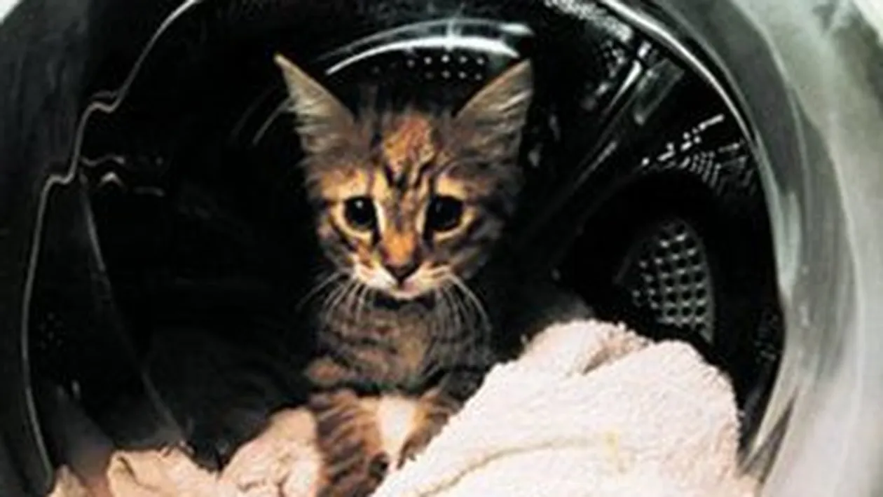 O printesa in masina de spalat