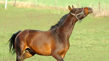 O femeie din Botosani, omorata de propriul cal