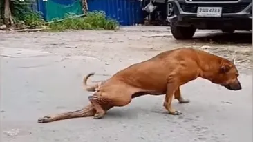 Imagini colosale! Un câine maidanez se preface că are piciorul rupt pentru a cerși o mângâiere sau ceva de mâncare! Reacția lui după ce le primește VIDEO