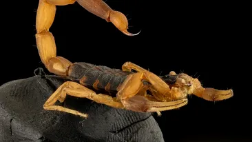 Horoscop zilnic: Horoscopul zilei de 9 iulie 2020. Scorpionii au noroc în dragoste