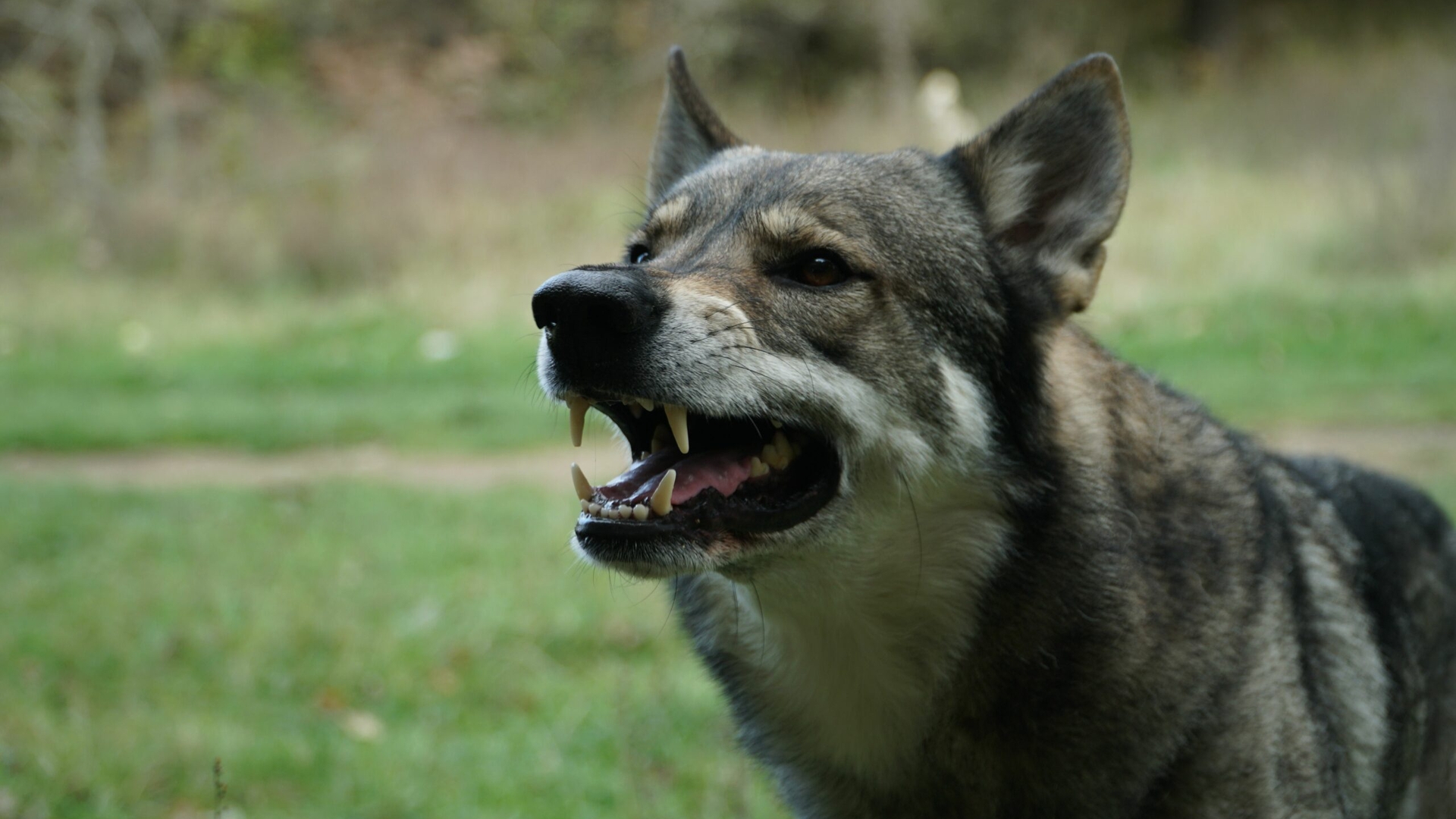 Un copil de 2 ani și 4 luni a fost atacat de un câine. Incidentul s-a petrecut în București