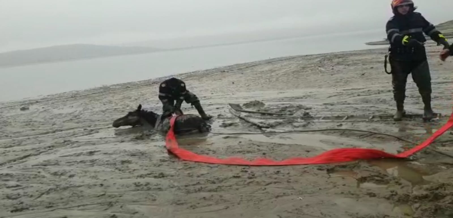 Calul a fost salvat după o intervenție complicată