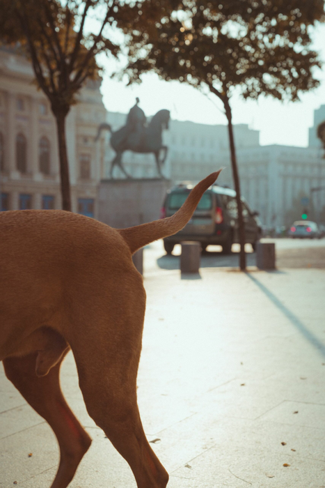 „De dimineață până seara, București”, cel mai fresh documentar despre Capitală. Cinefilii sunt așteptați în număr mare la premieră
