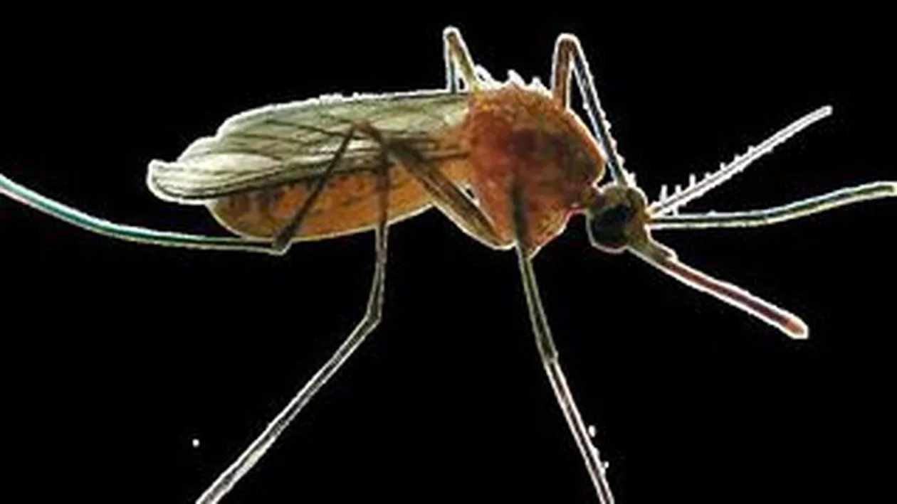 West Nile a imbolnavit 15 romani