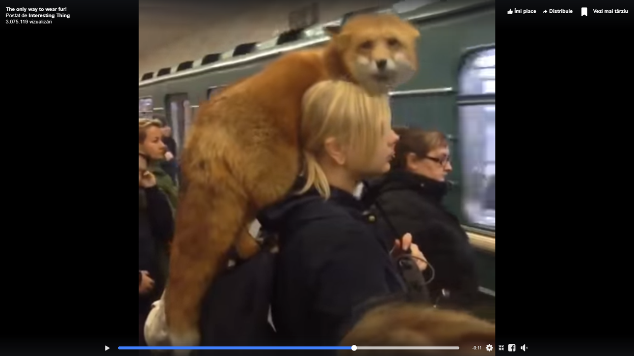 Găina Iuliei Albu e minciună! Imagini uluitoare cu femeia care poartă o vulpe pe umăr, în stația de metrou VIDEO