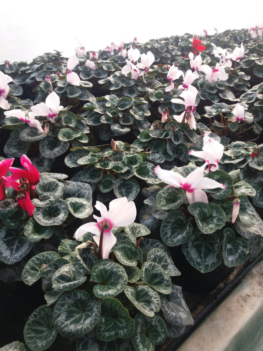 Florile de 1 și 8 Martie se pregătesc încă din toamnă