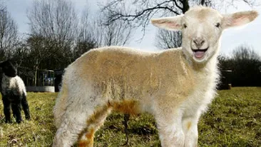 FOTO Un miel a cantarit zece kilograme la nastere!