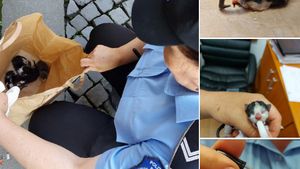 Un bărbat a fost filmat în timp ce abandona 5 pui de pisică pe stradă. Poliția l-a sancționat aspru
