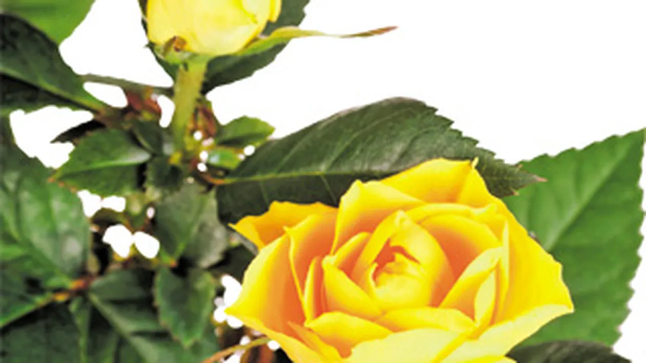 Secretele de ingrijire a rozelor! Trandafirul, regele gradinii