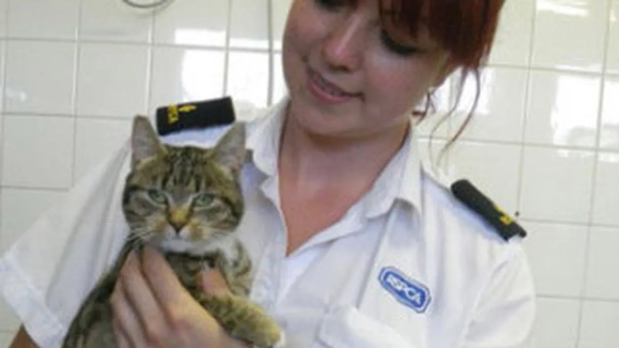 Ea e cea mai norocoasa pisica din lume! A cazut de la 37 metri si a scapat cu viata