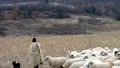 Vești proaste înainte de Paște. Ciobanii nu mai pot vinde miei