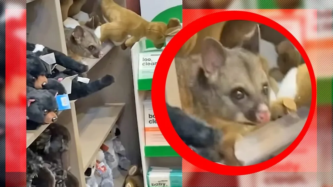 Descoperire neașteptată pe aeroport! Un animal surprinzător, ascuns într-un magazin din aeroport