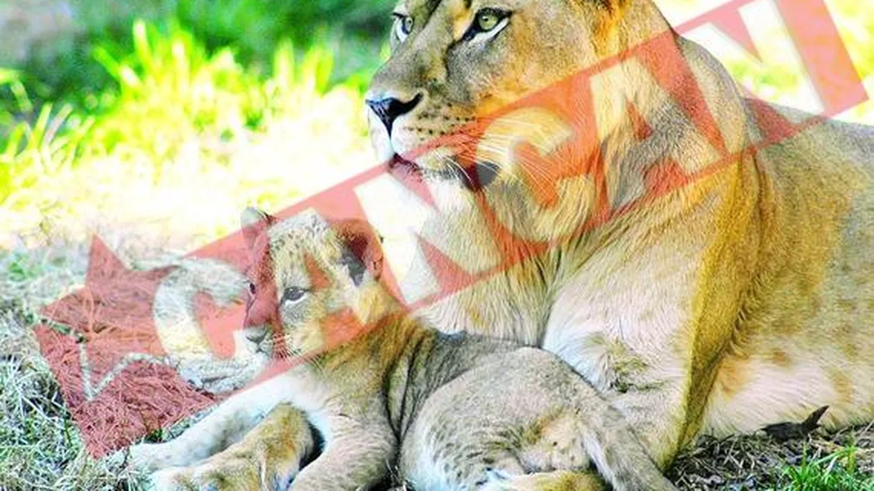 Leii de la Braila si Brasov, transferati intr-o rezervatie din Africa de Sud