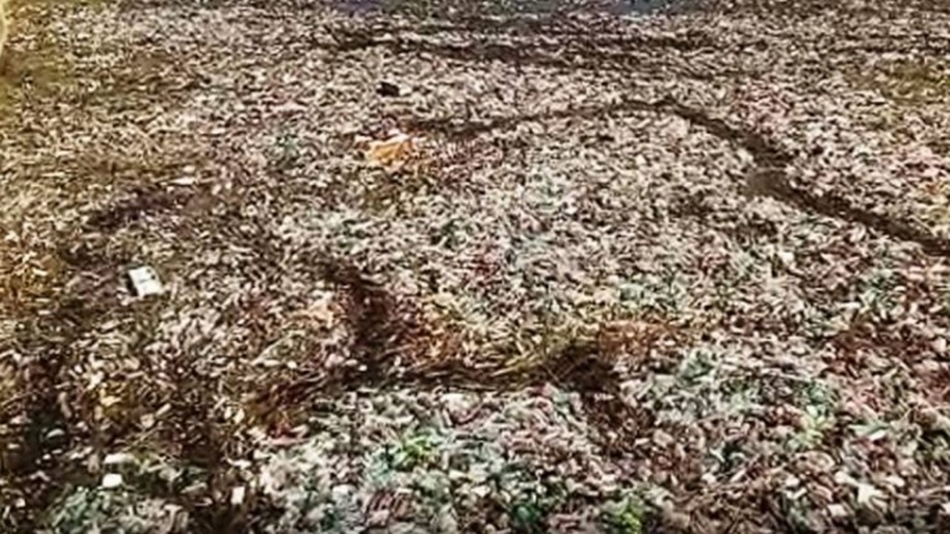 Poluare masivă pe Olt: o „insulă” de pet-uri în mijlocul râului, de mai bine de o lună