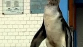 VIDEO Politistii din Lima s-au pomenit cu un pinguin in curtea sectiei